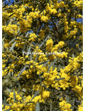 Acacia trineura
