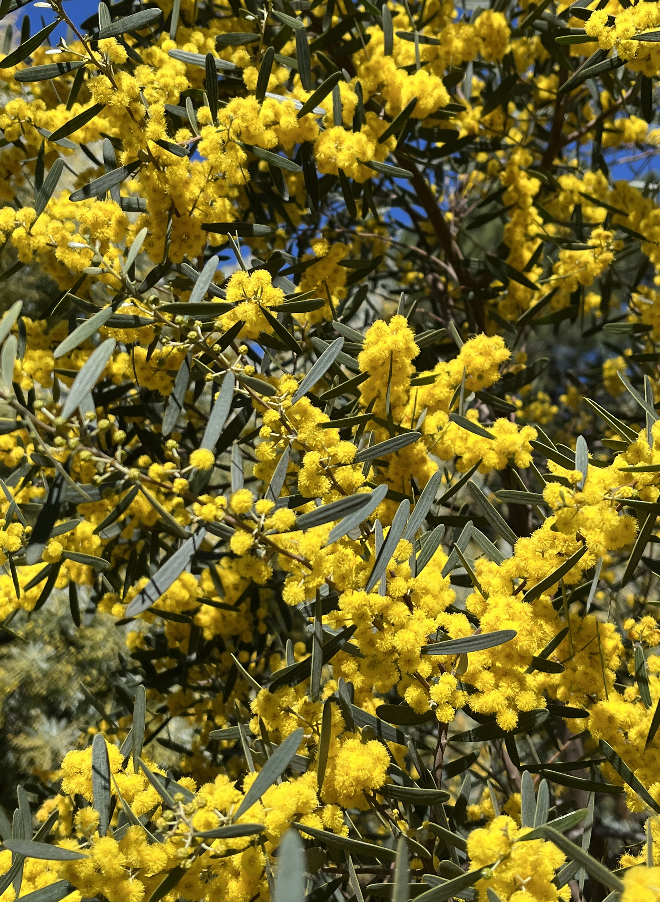 Acacia trineura
