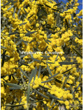 Acacia trineura