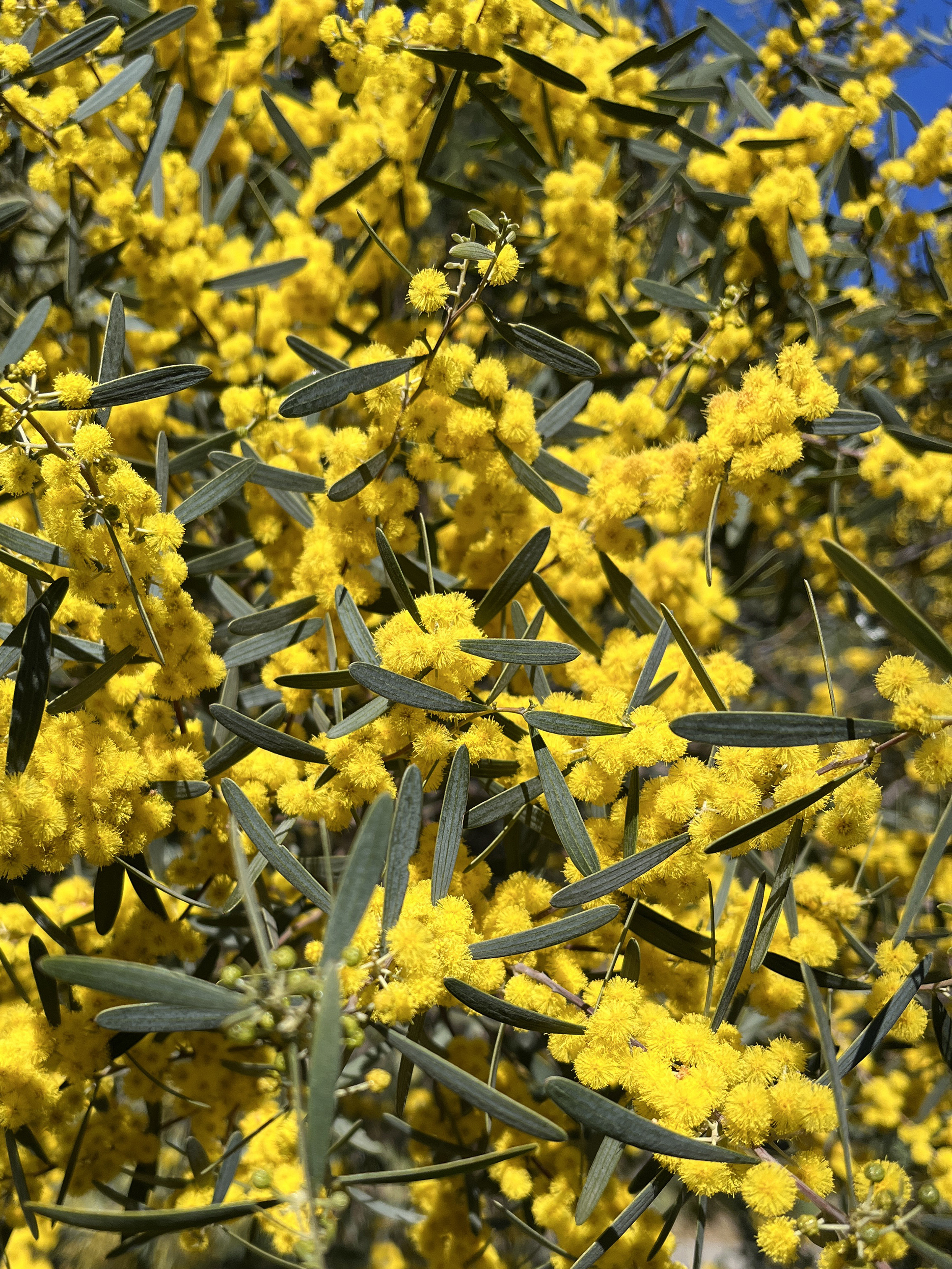 Acacia trineura