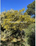 Acacia trineura