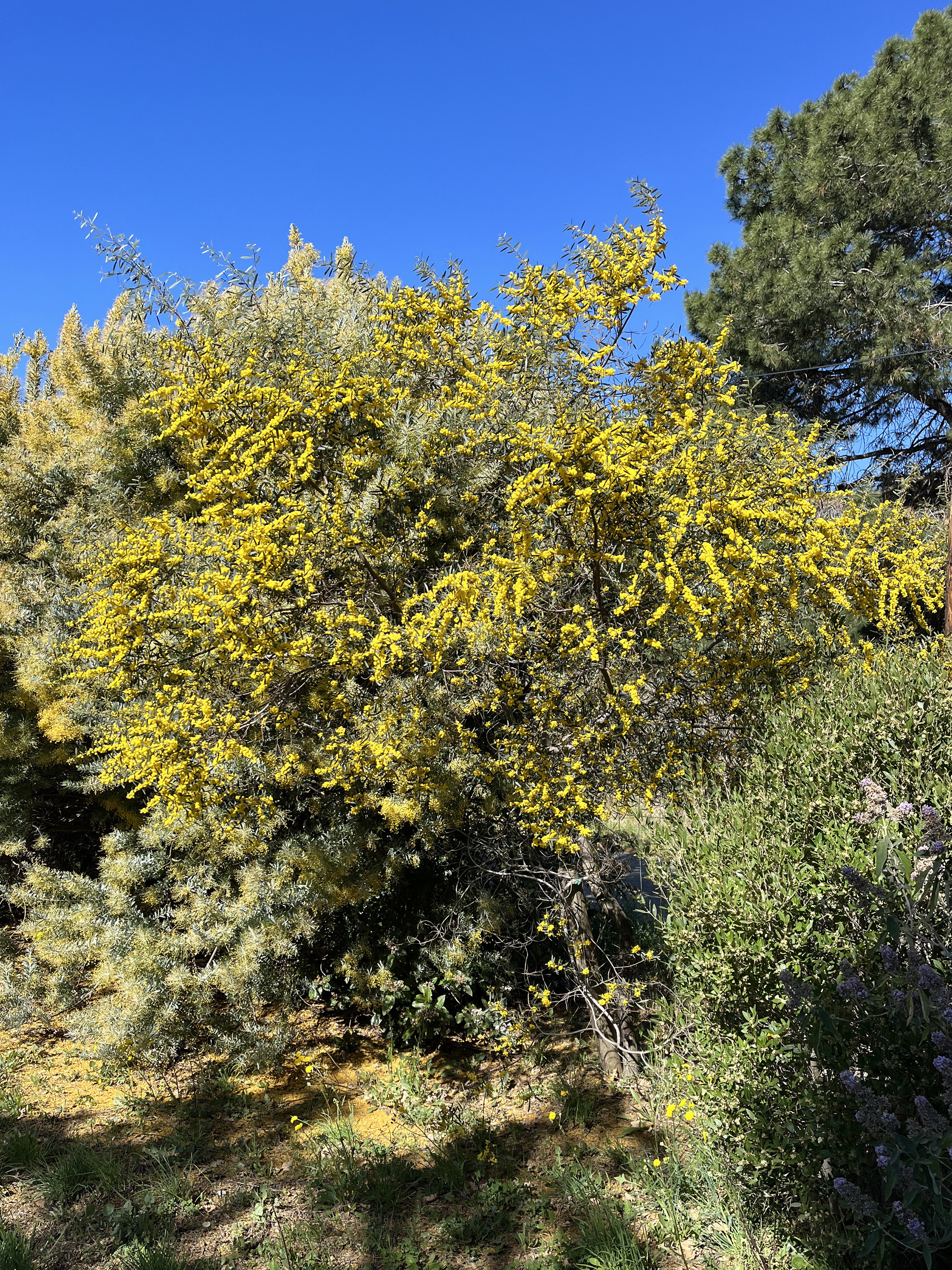 Acacia trineura