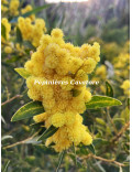 Acacia amoena