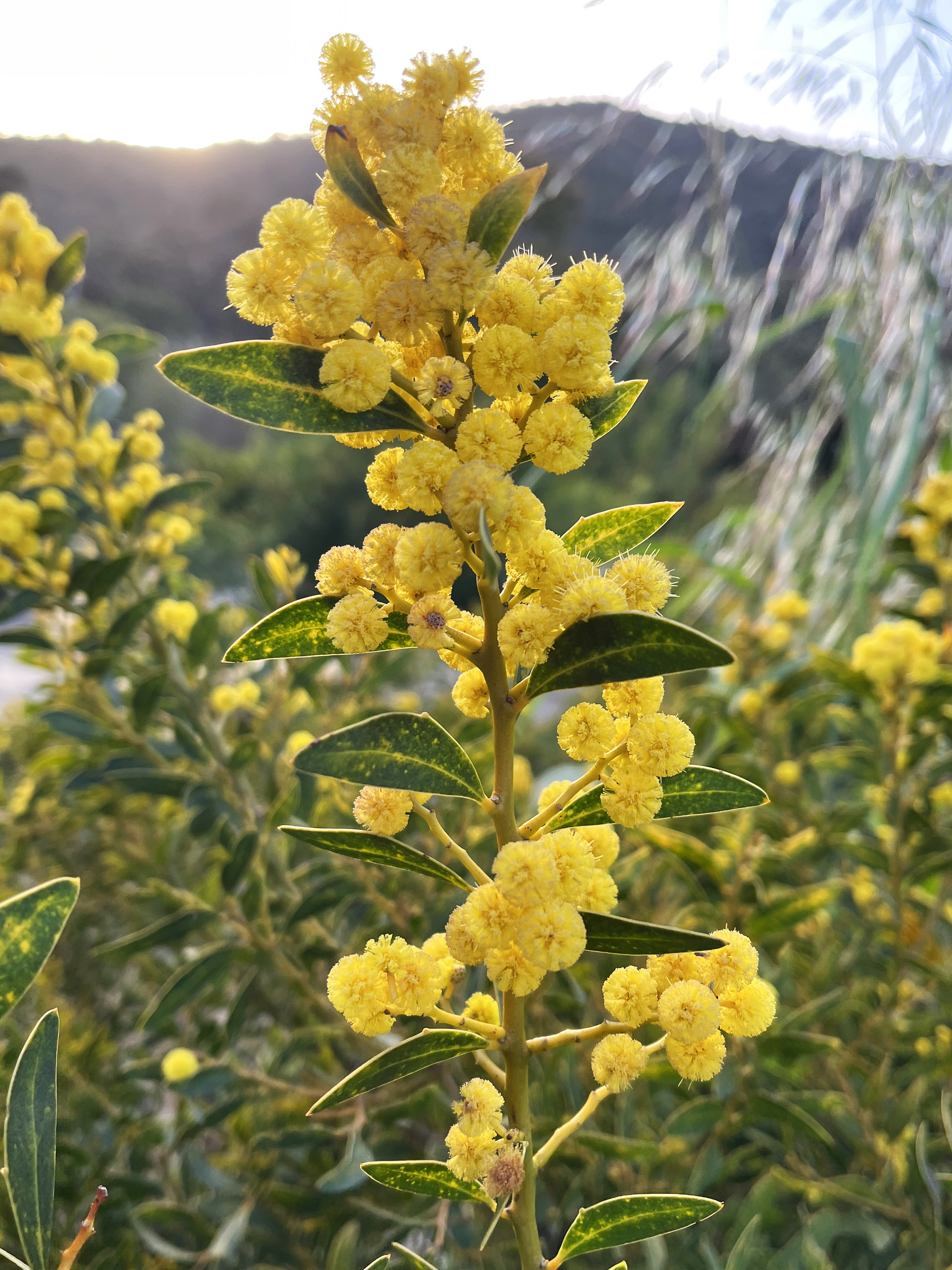 Acacia amoena