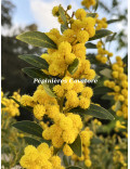 Acacia amoena