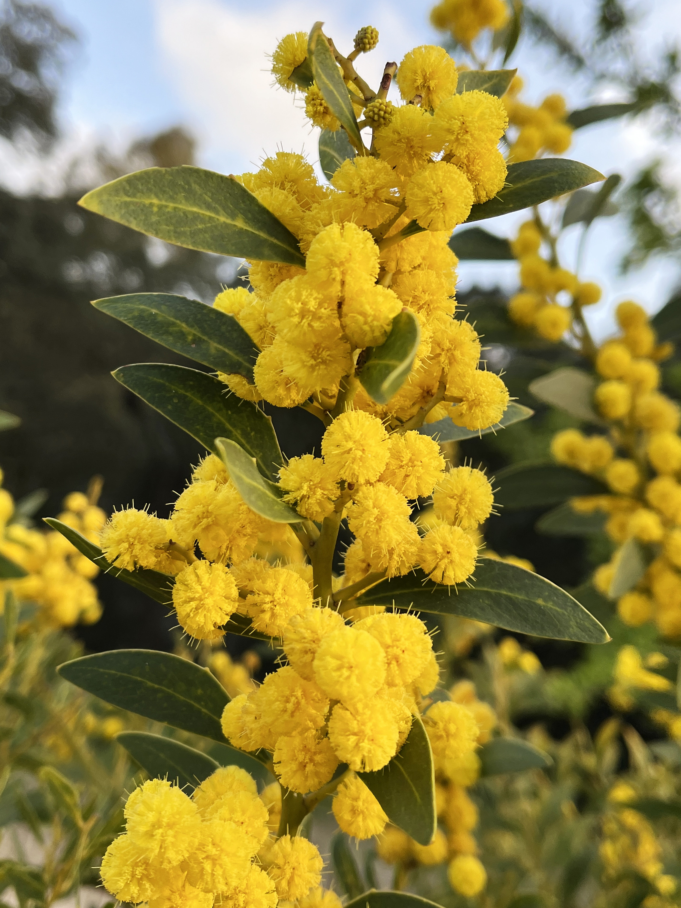 Acacia amoena