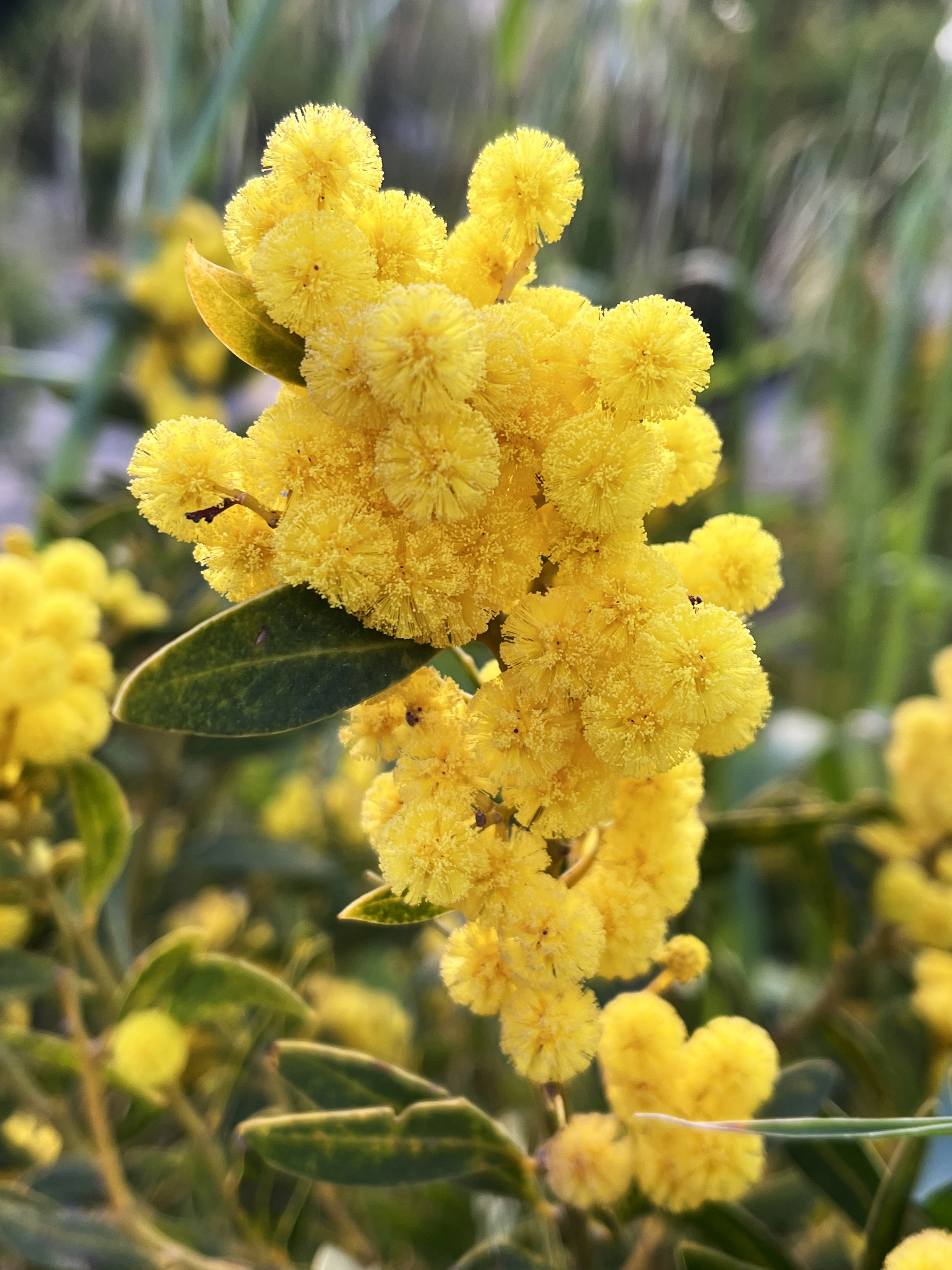 Acacia amoena