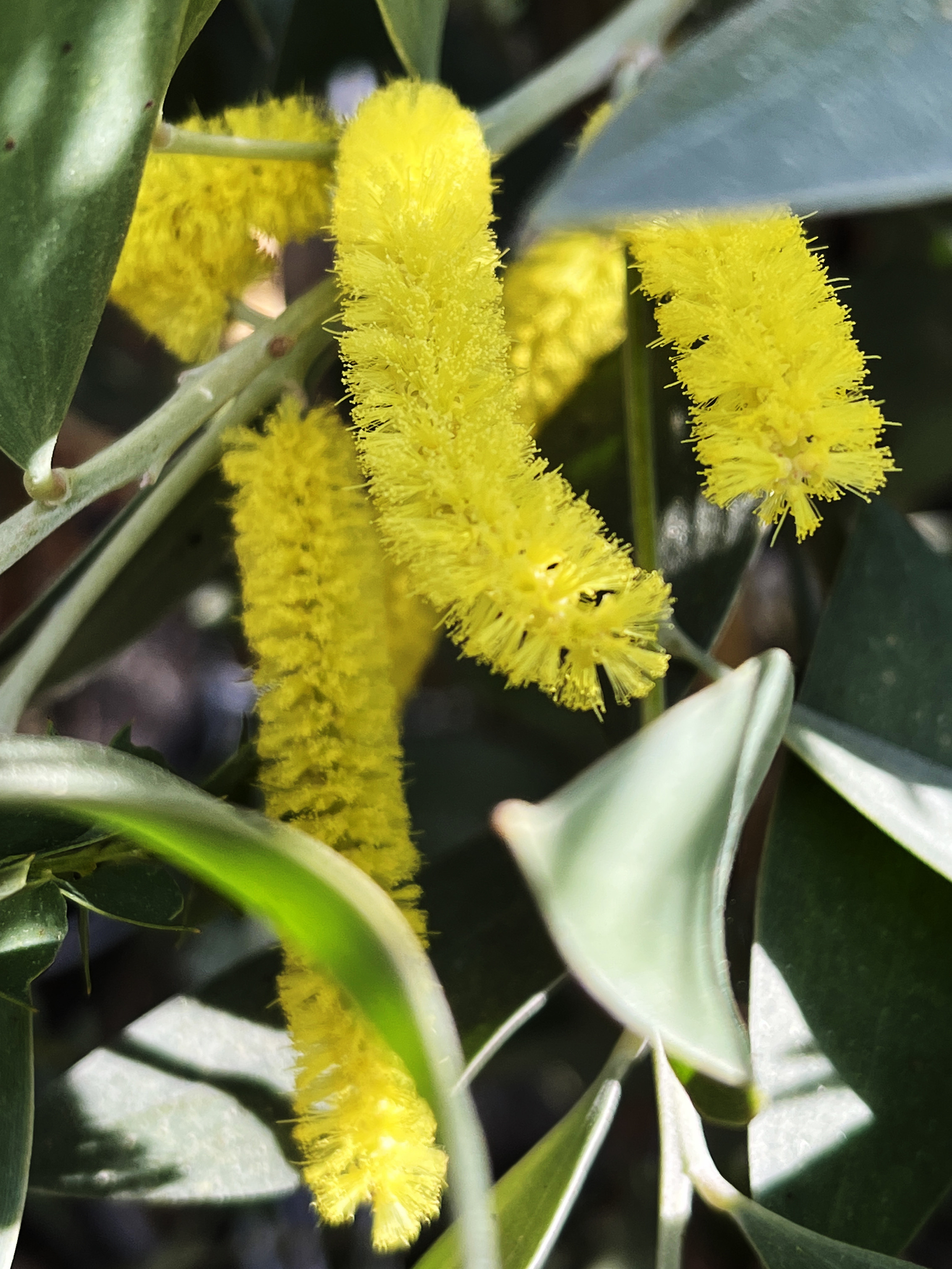 Acacia binervia