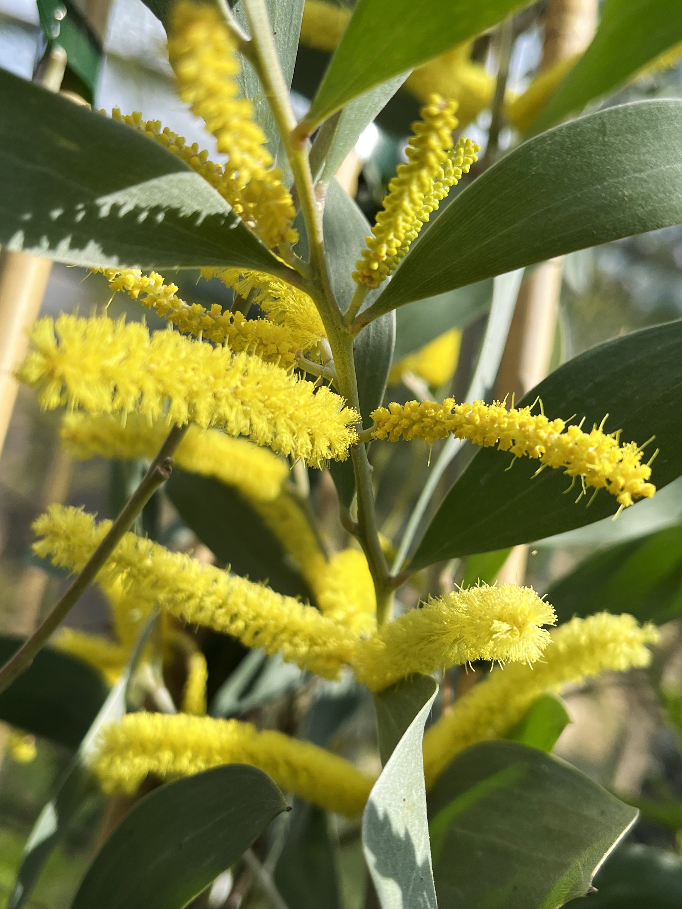 Acacia binervia