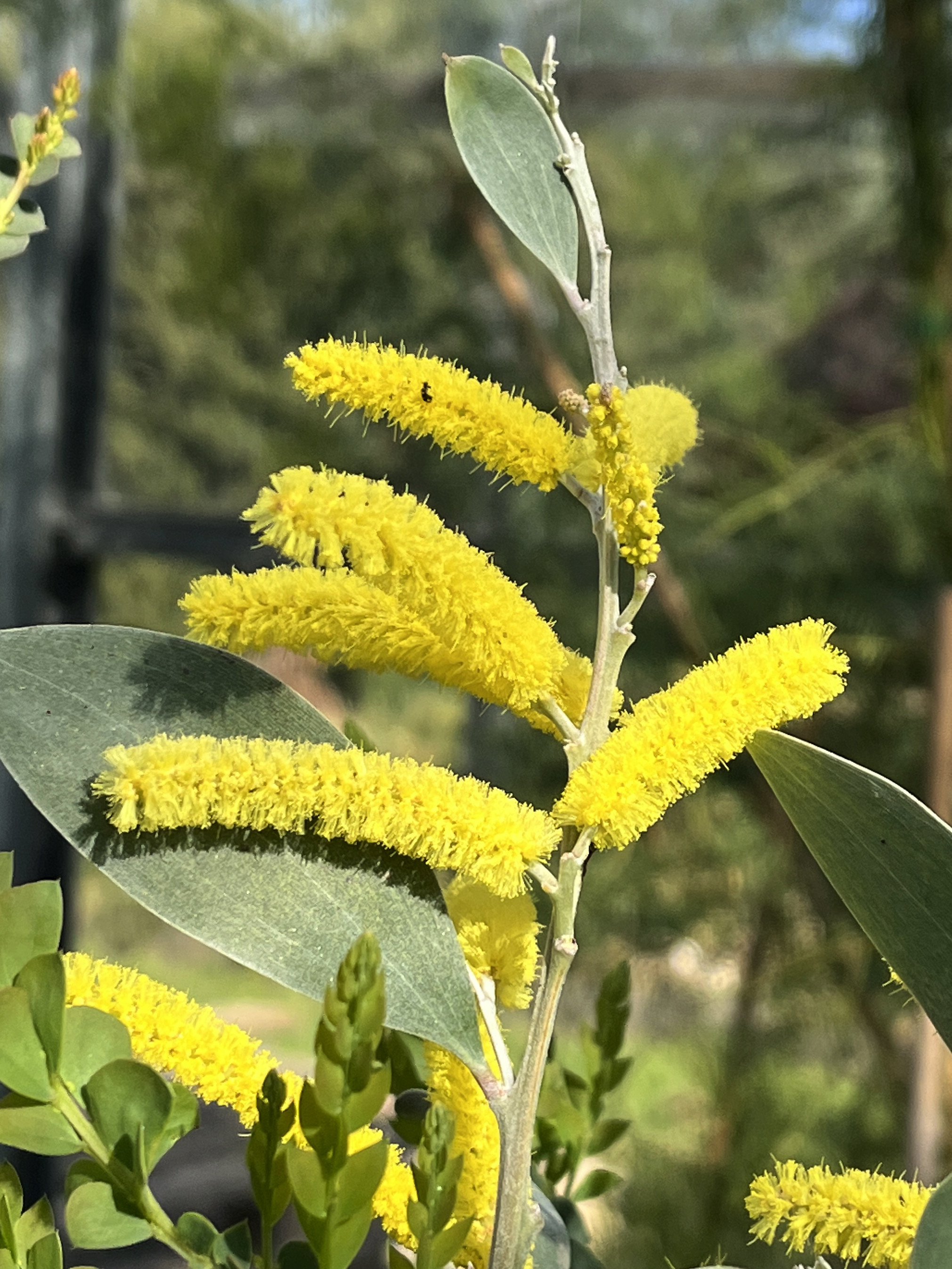 Acacia binervia