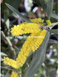 Acacia binervia