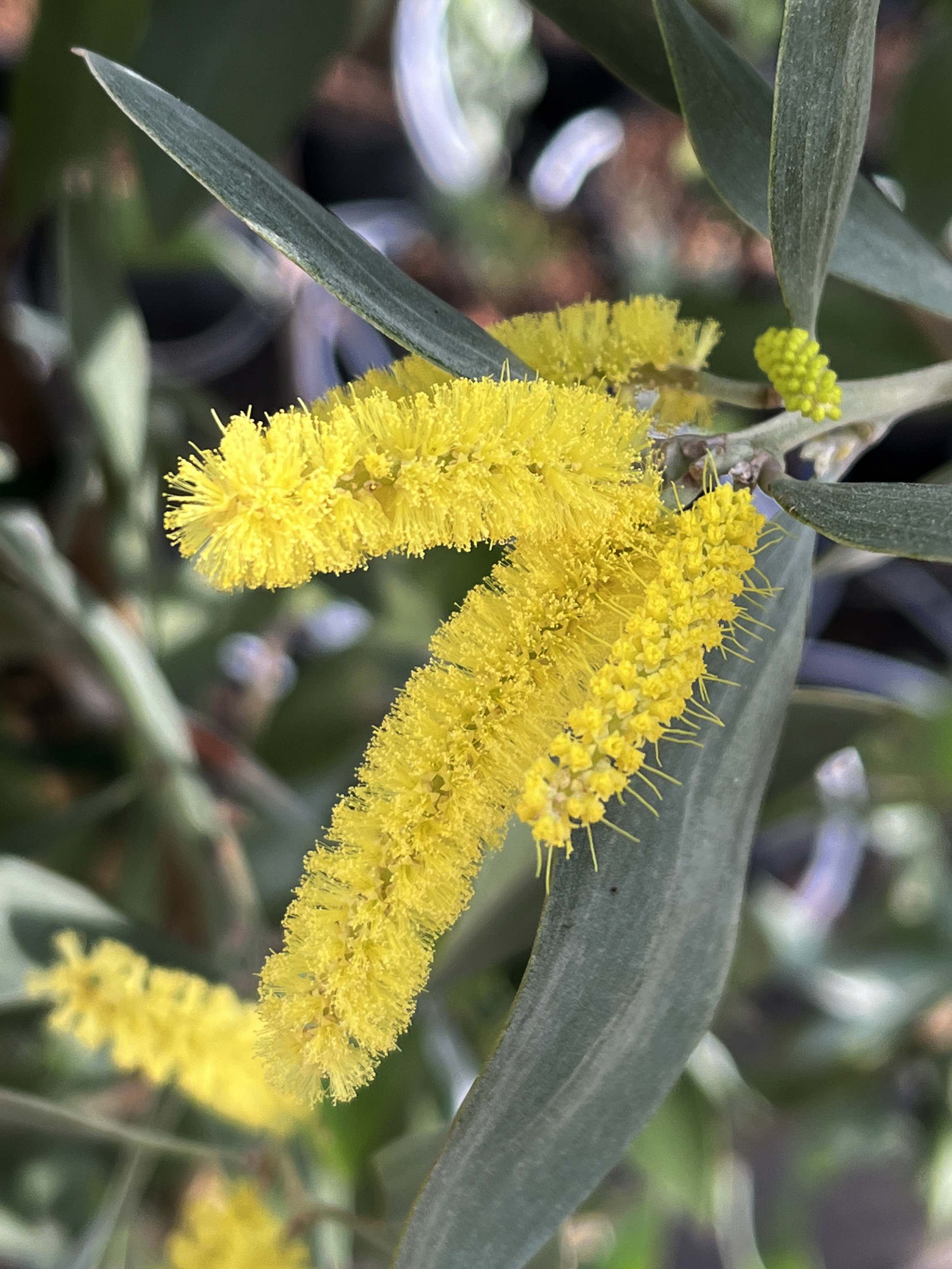 Acacia binervia