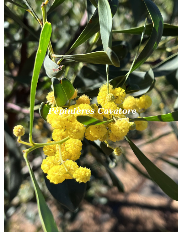 Acacia retinodes 'Imperial'