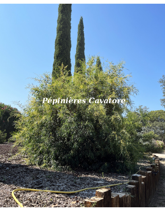 Acacia retinodes 'Imperial'