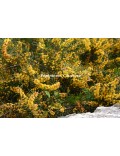 Acacia enterocarpa