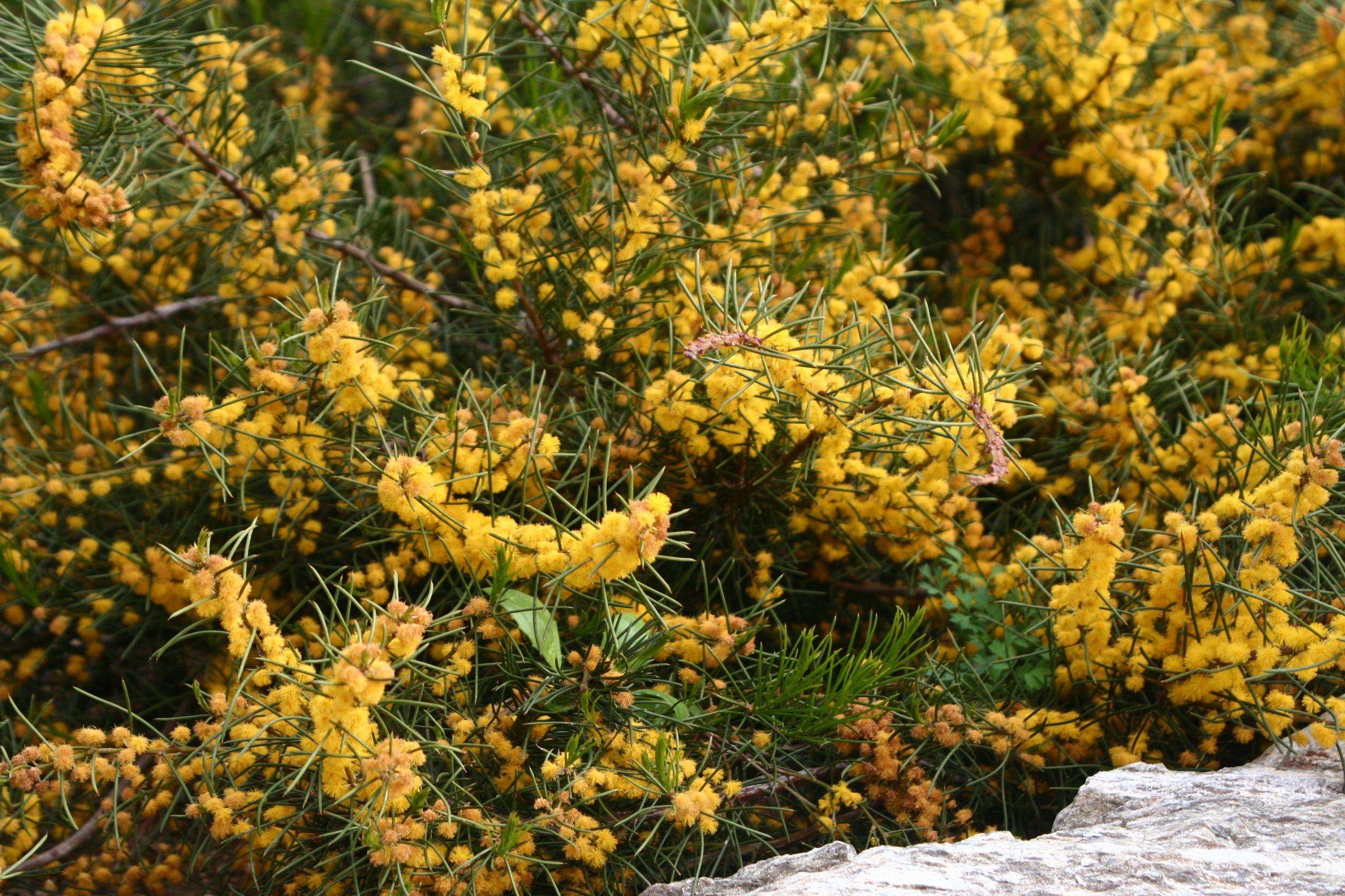 Acacia enterocarpa