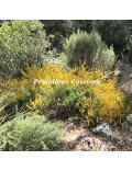 Acacia enterocarpa