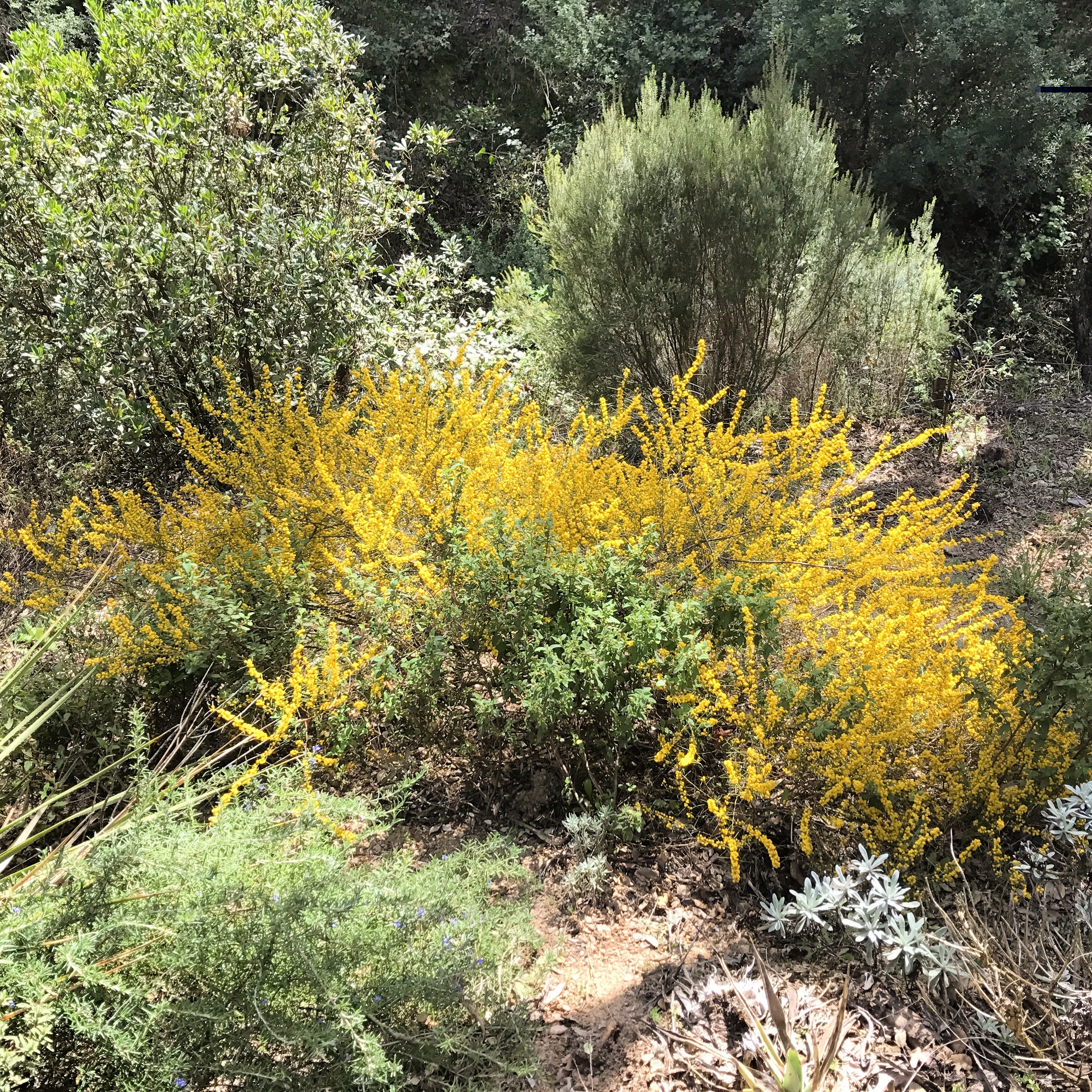 Acacia enterocarpa
