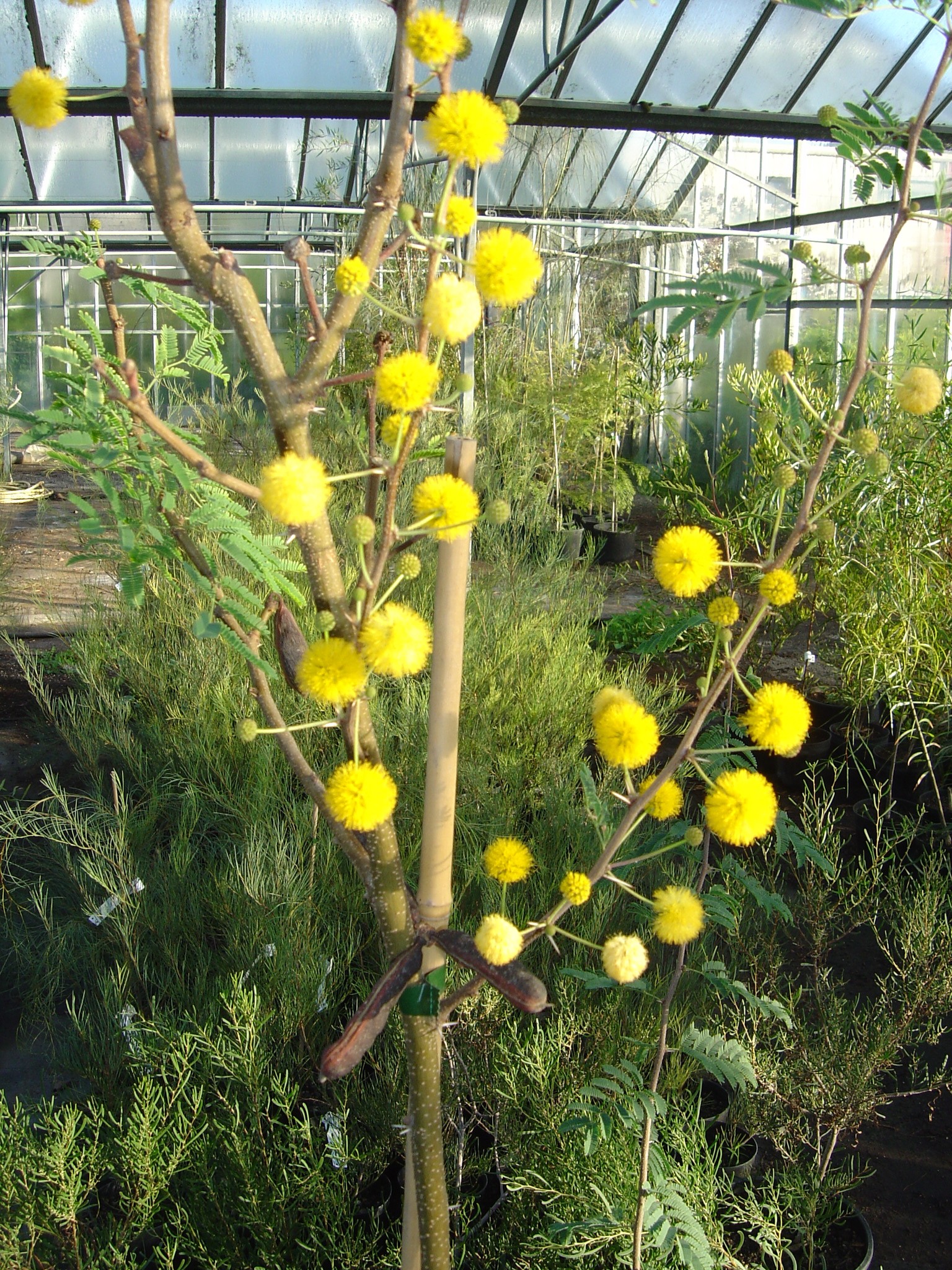 Acacia farnesiana