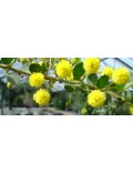 Acacia dictyoneura