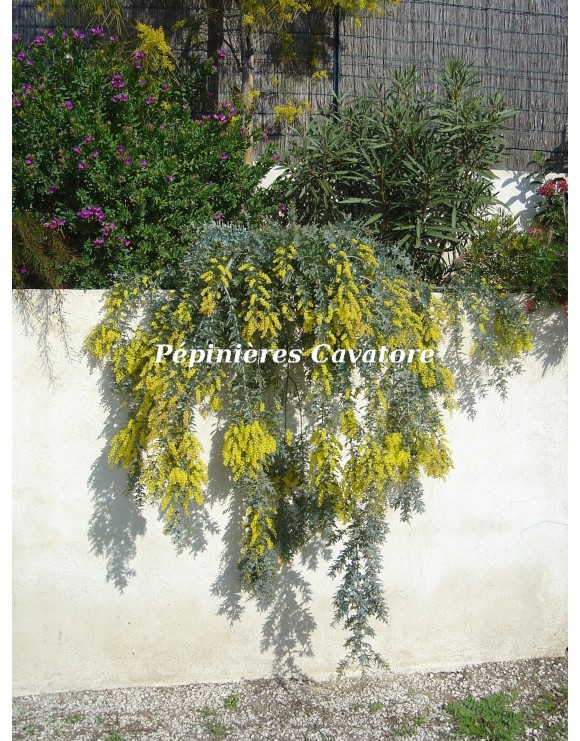 Acacia baileyana 'Prostrate' Acacia baileyana 'Prostrate'