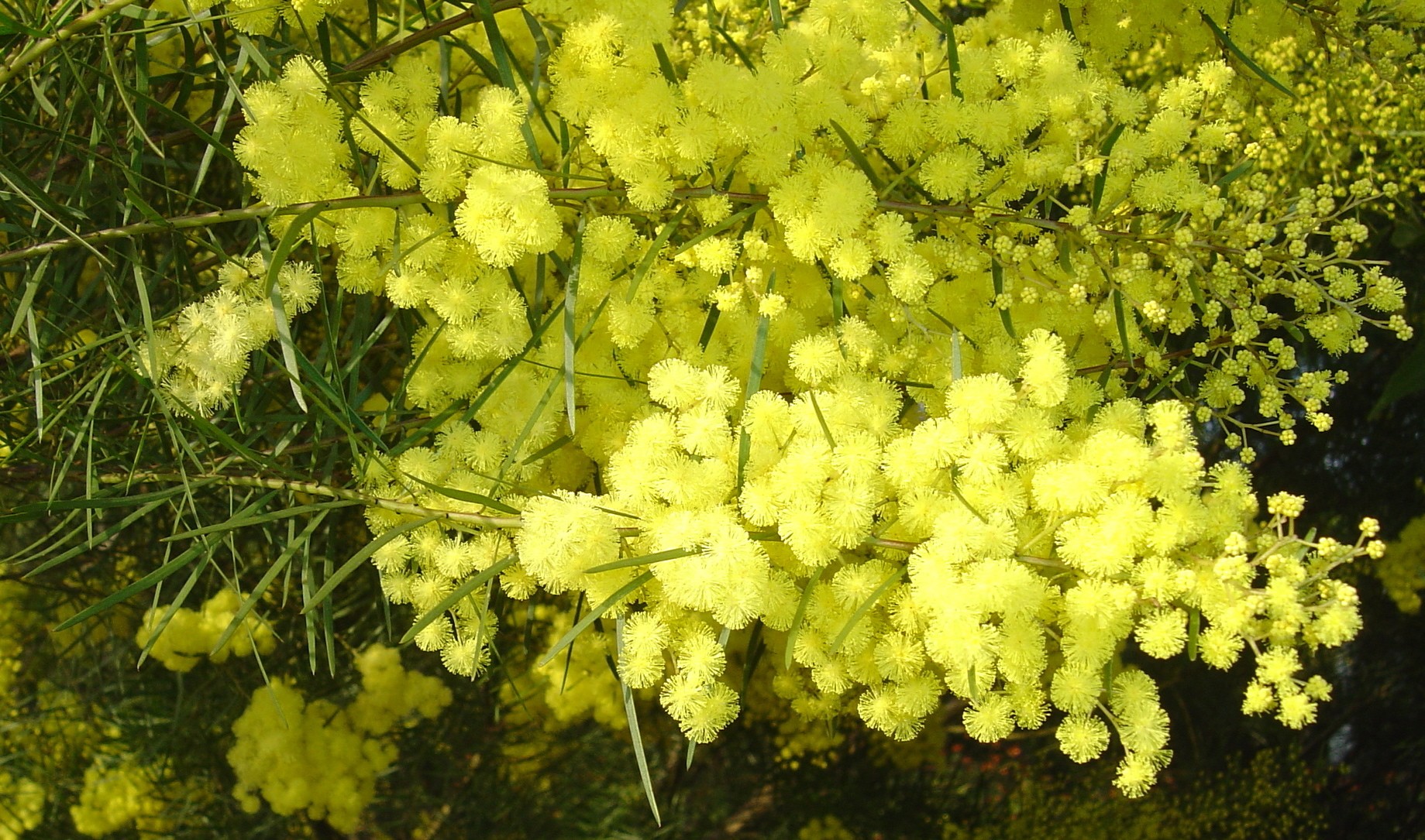 Acacia fimbriata