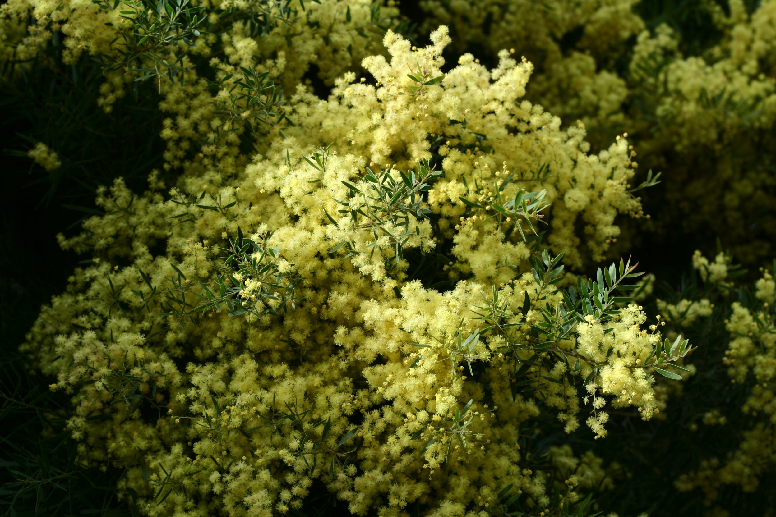 Acacia fimbriata 'Dwarf'