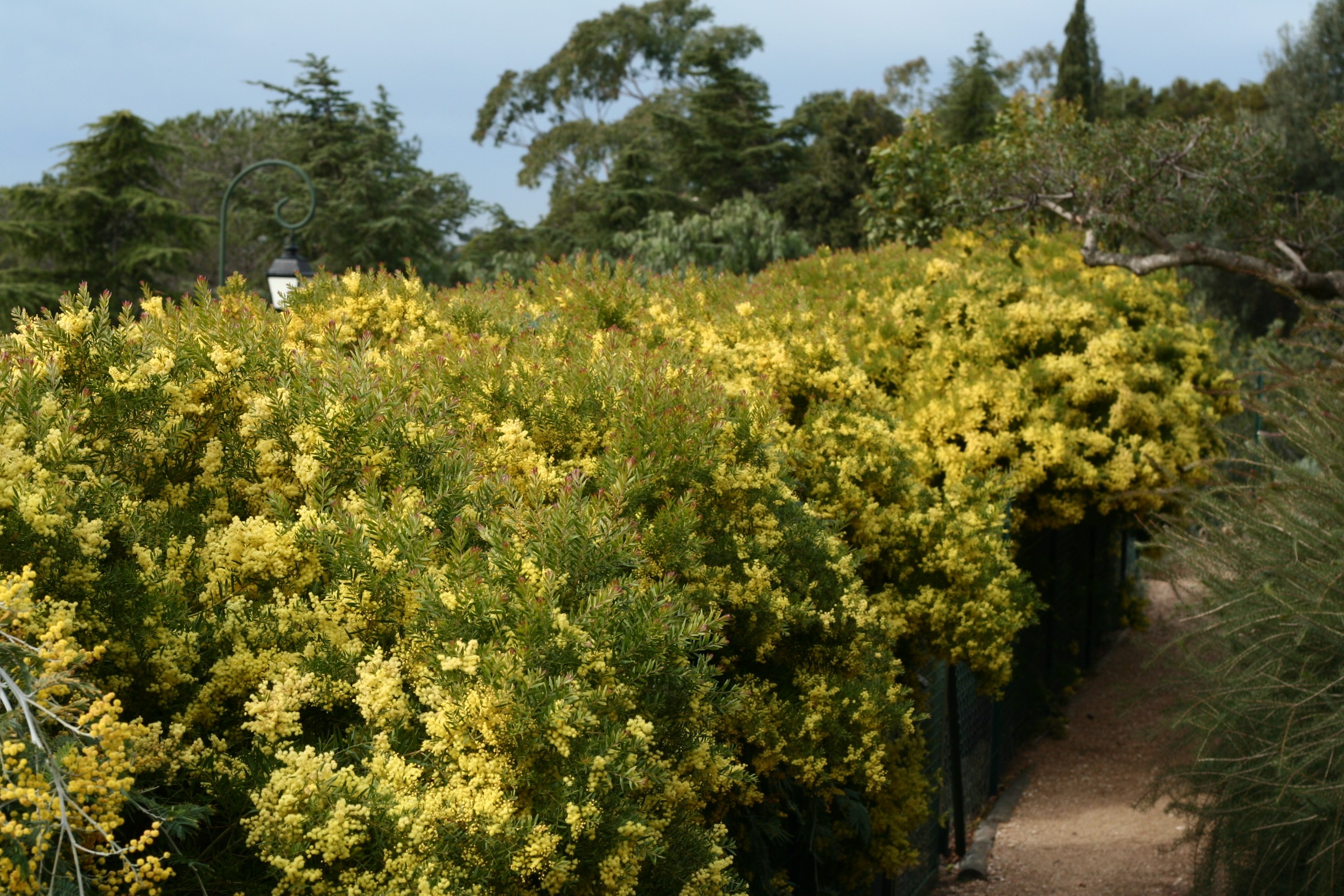 Acacia fimbriata 'Dwarf'