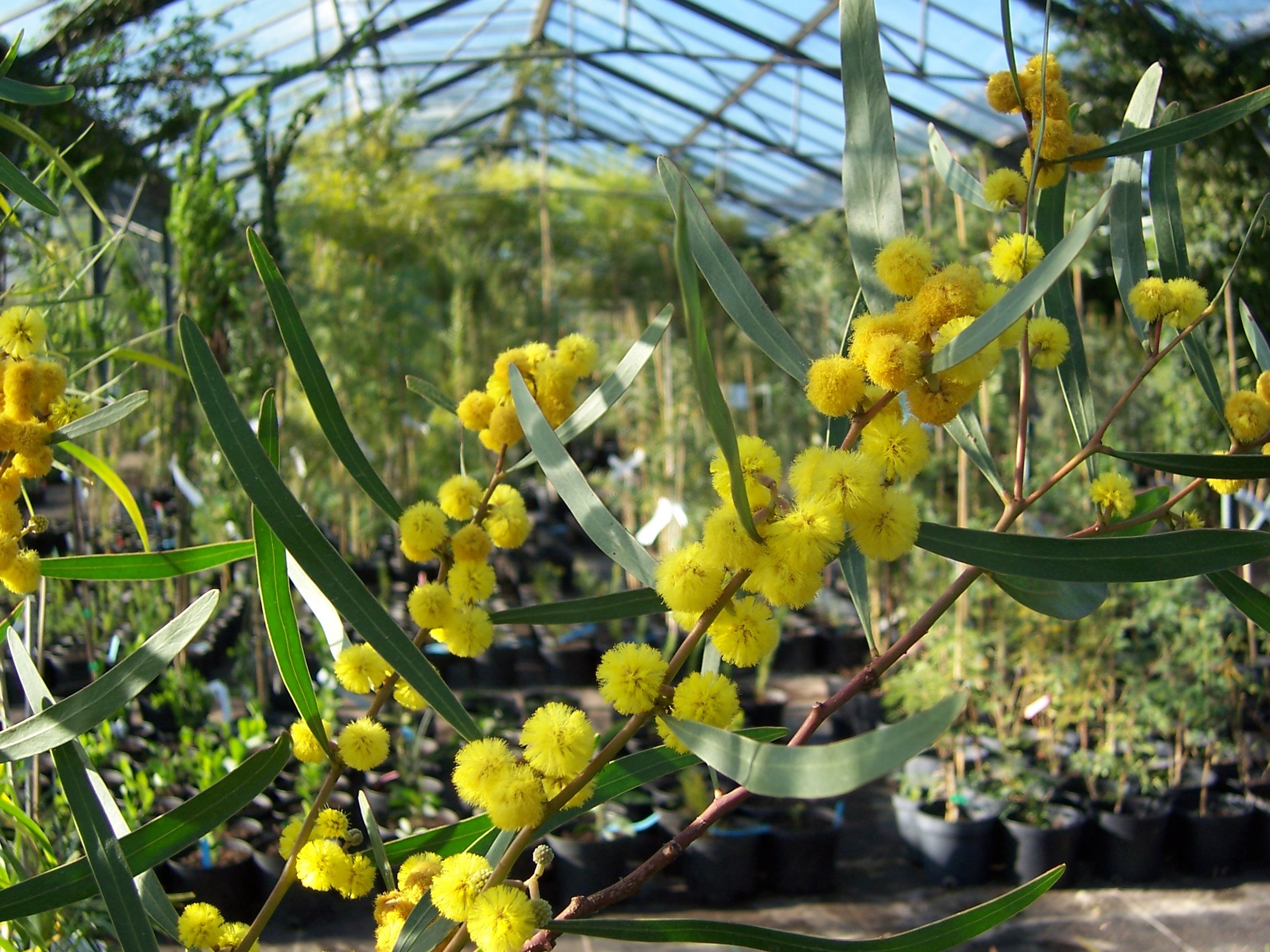 Acacia gladiiformis