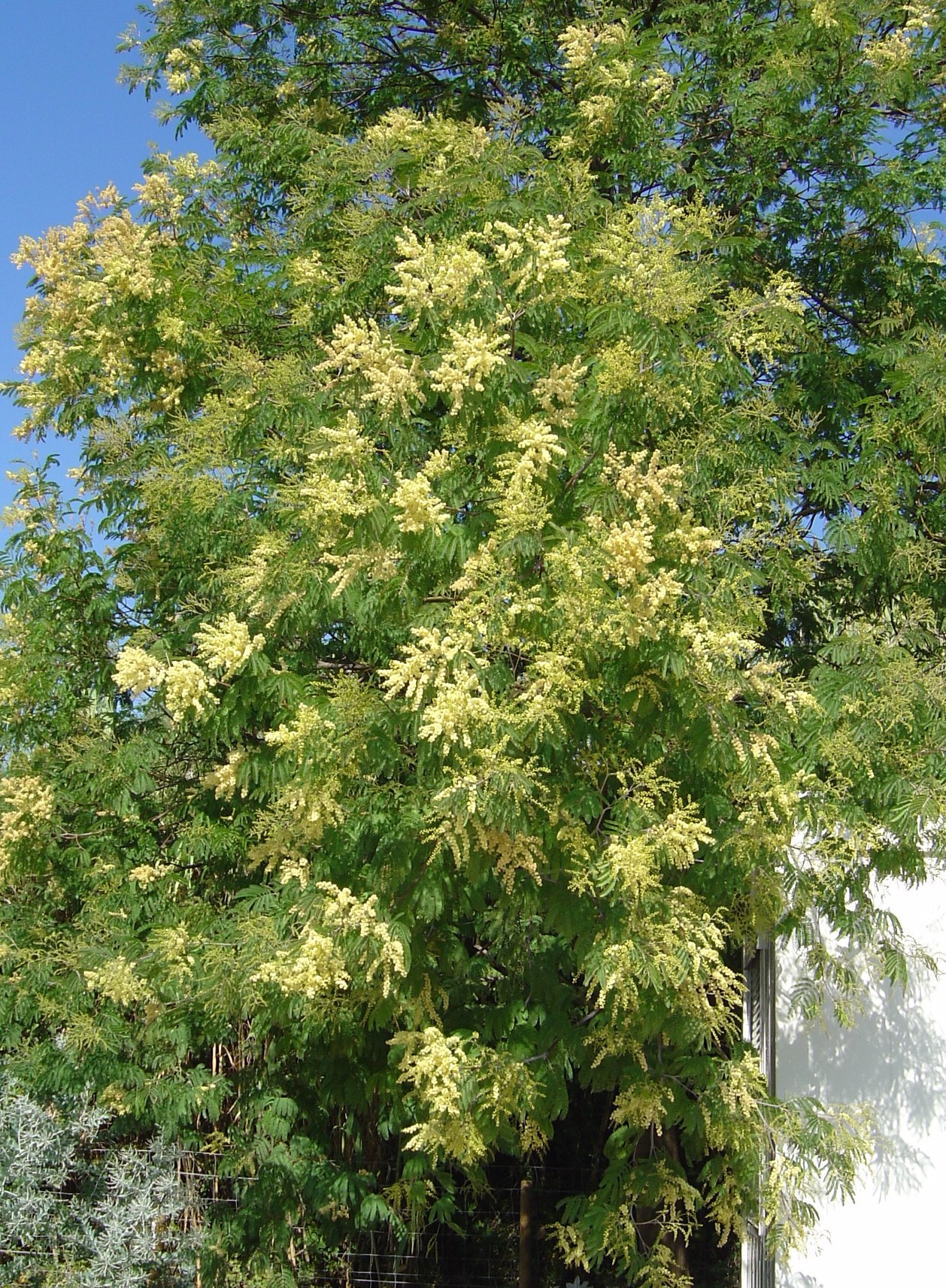 Acacia glaucocarpa