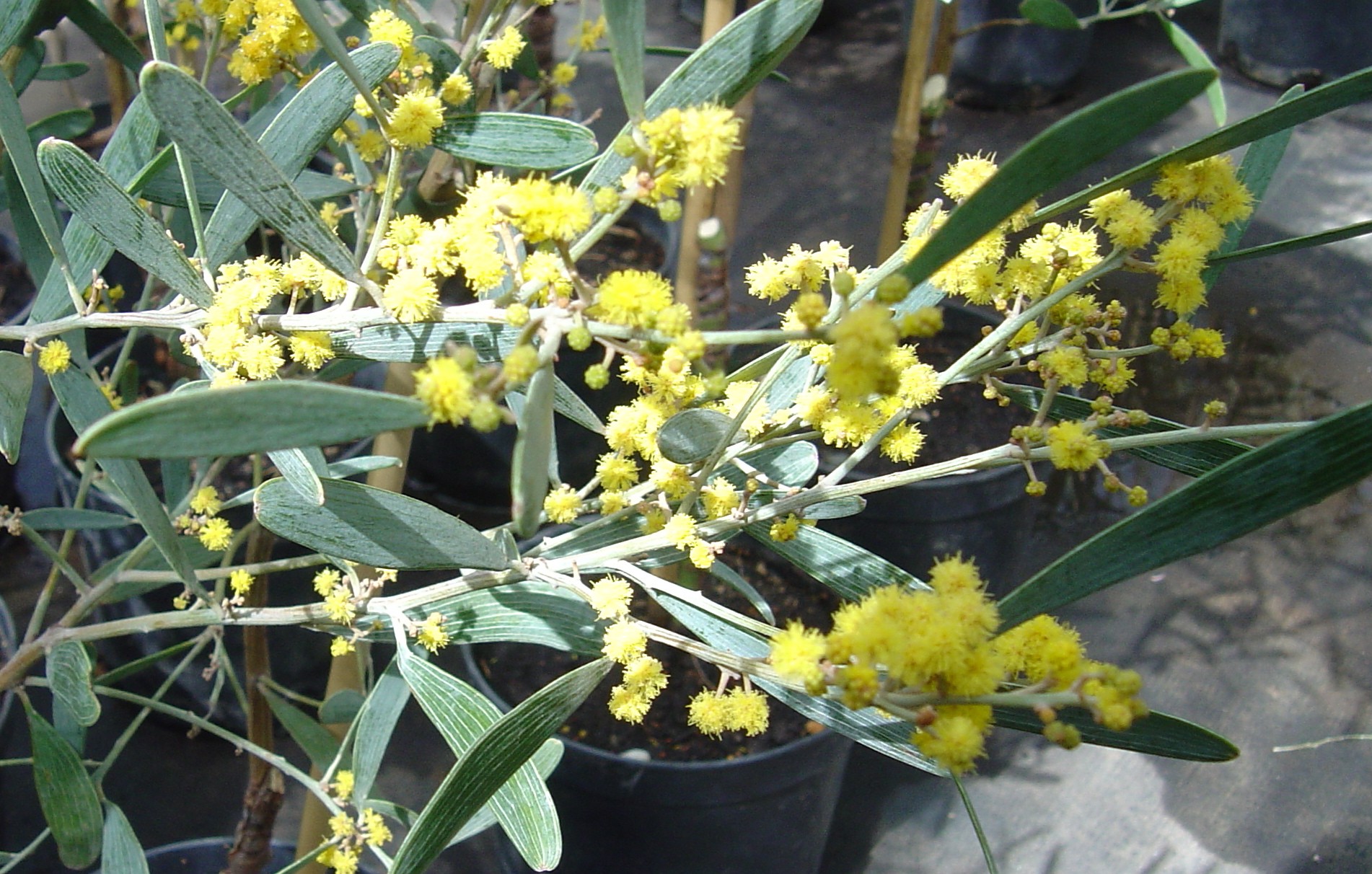 Acacia redolens