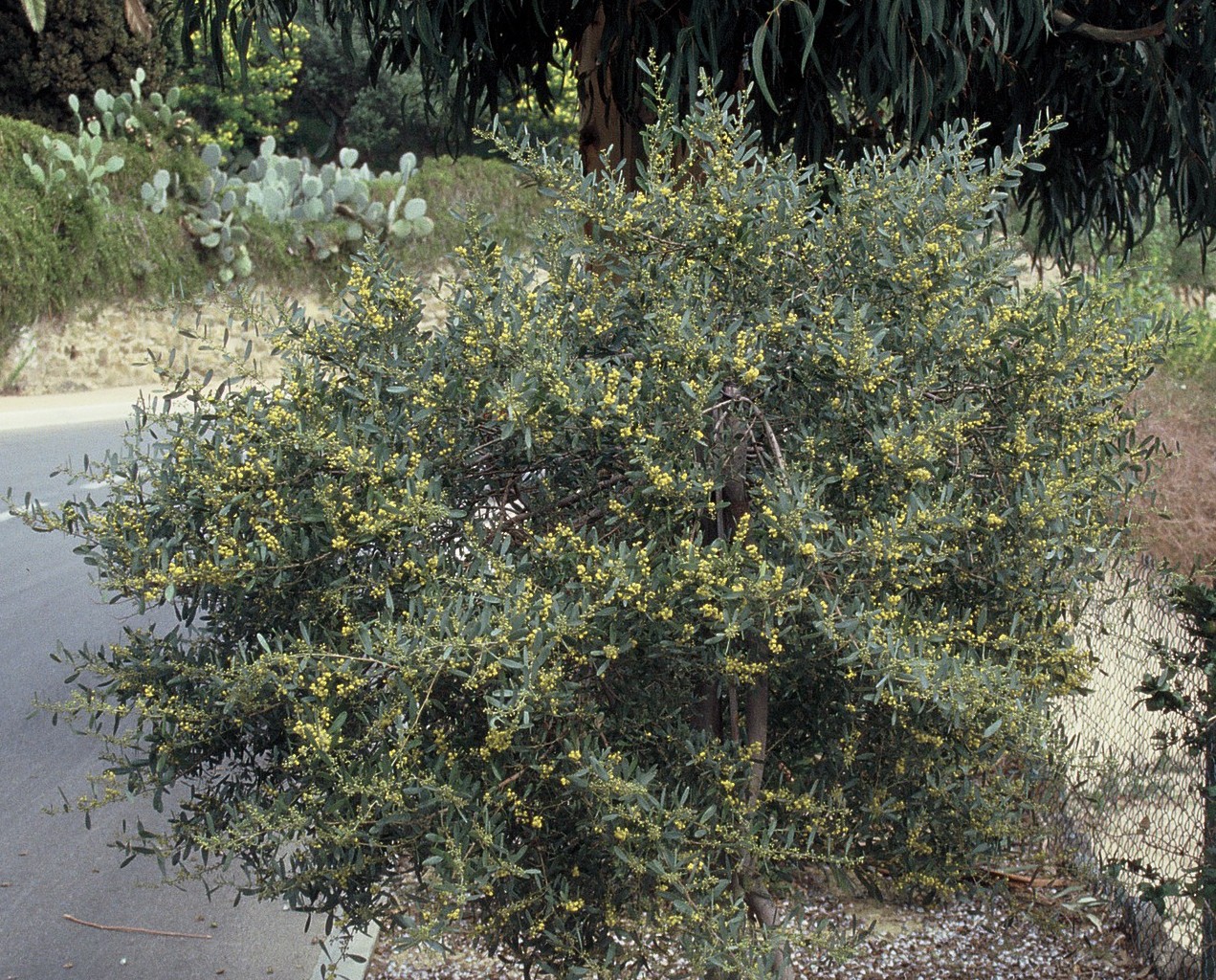 Acacia redolens