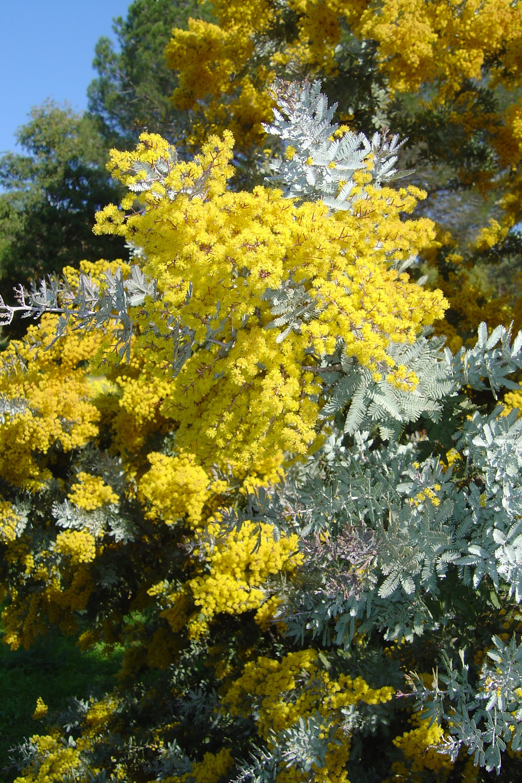 Acacia baileyana var. purpurea