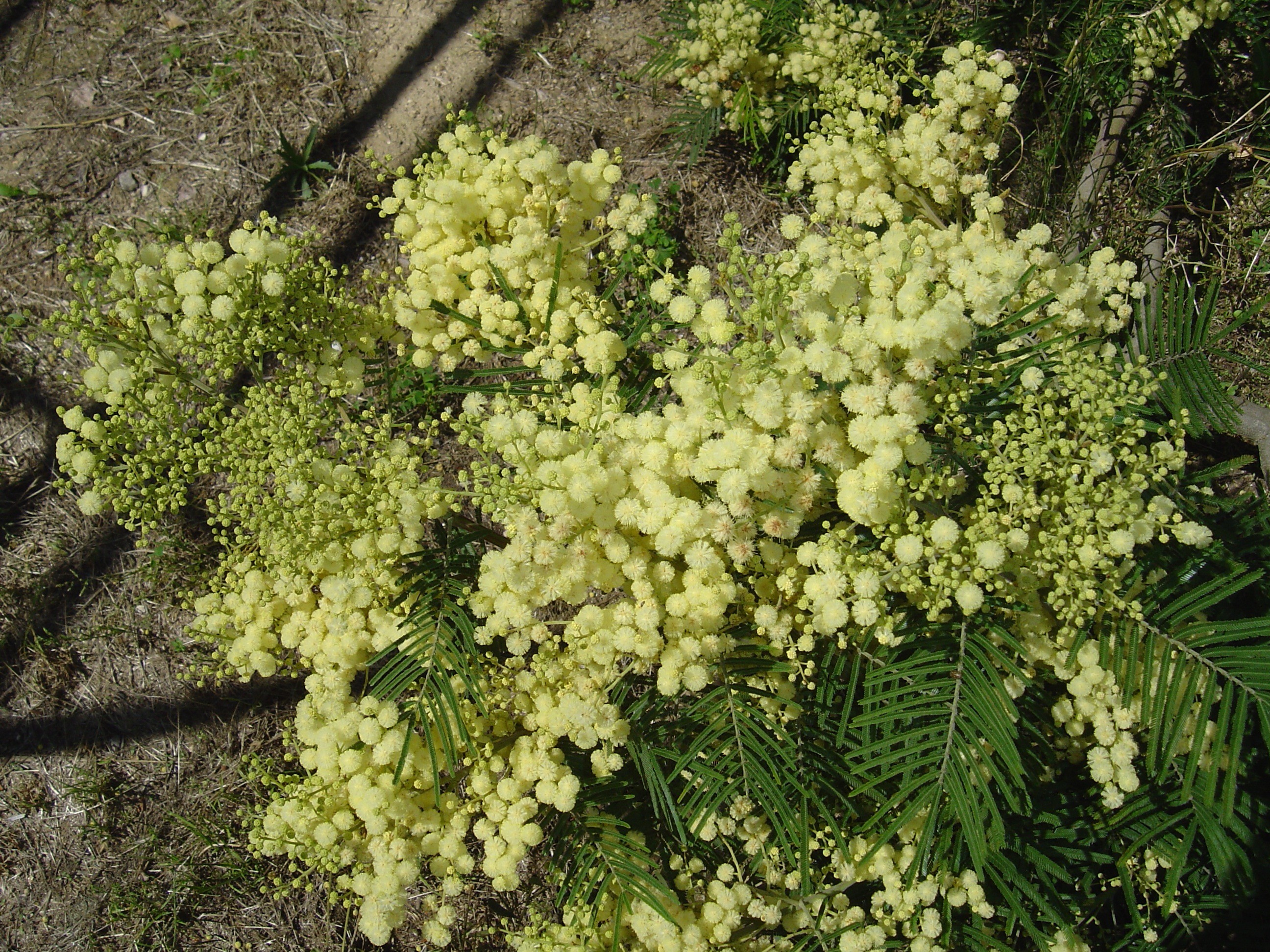 Acacia mearnsii 'Aestivalis'