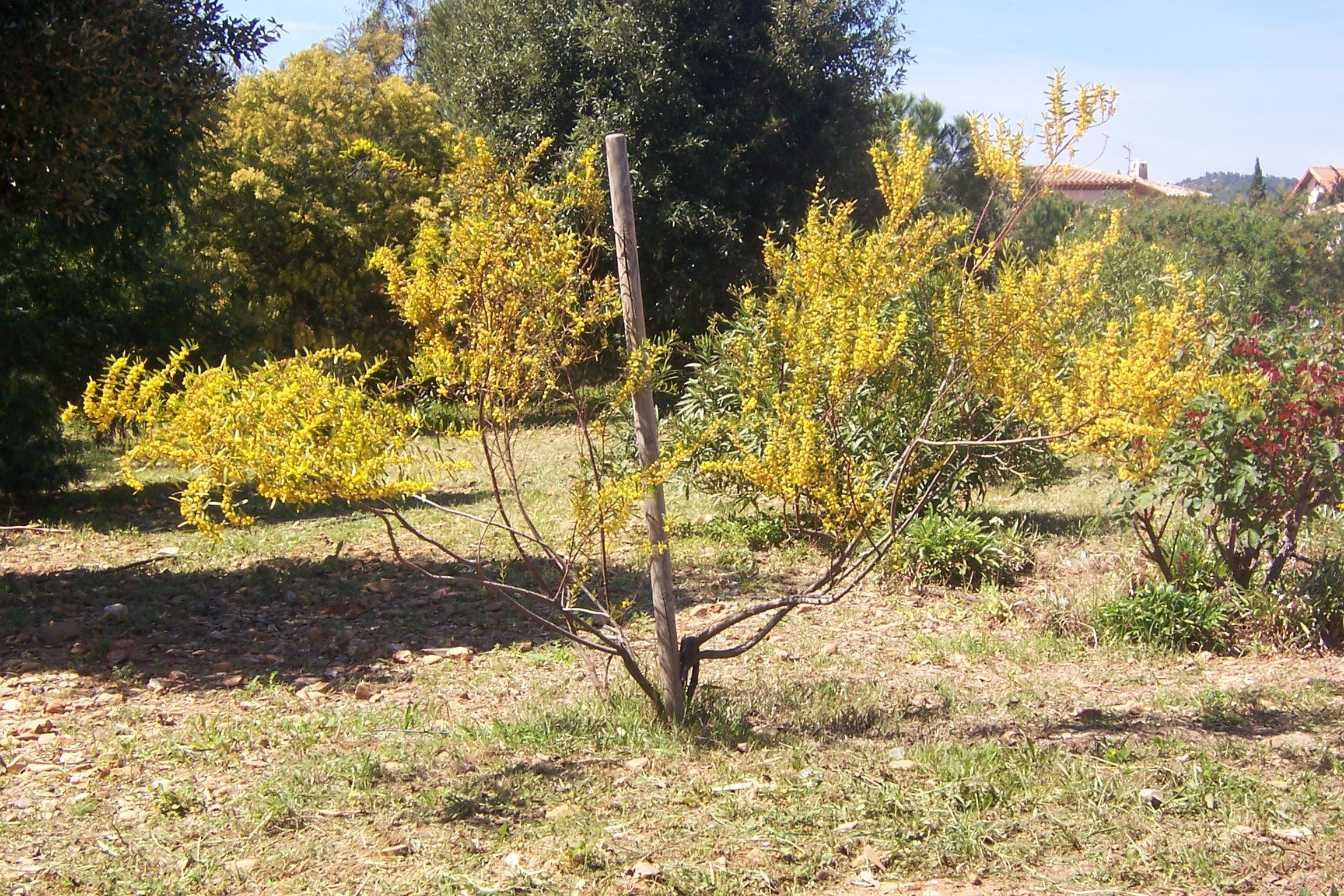 Acacia montana