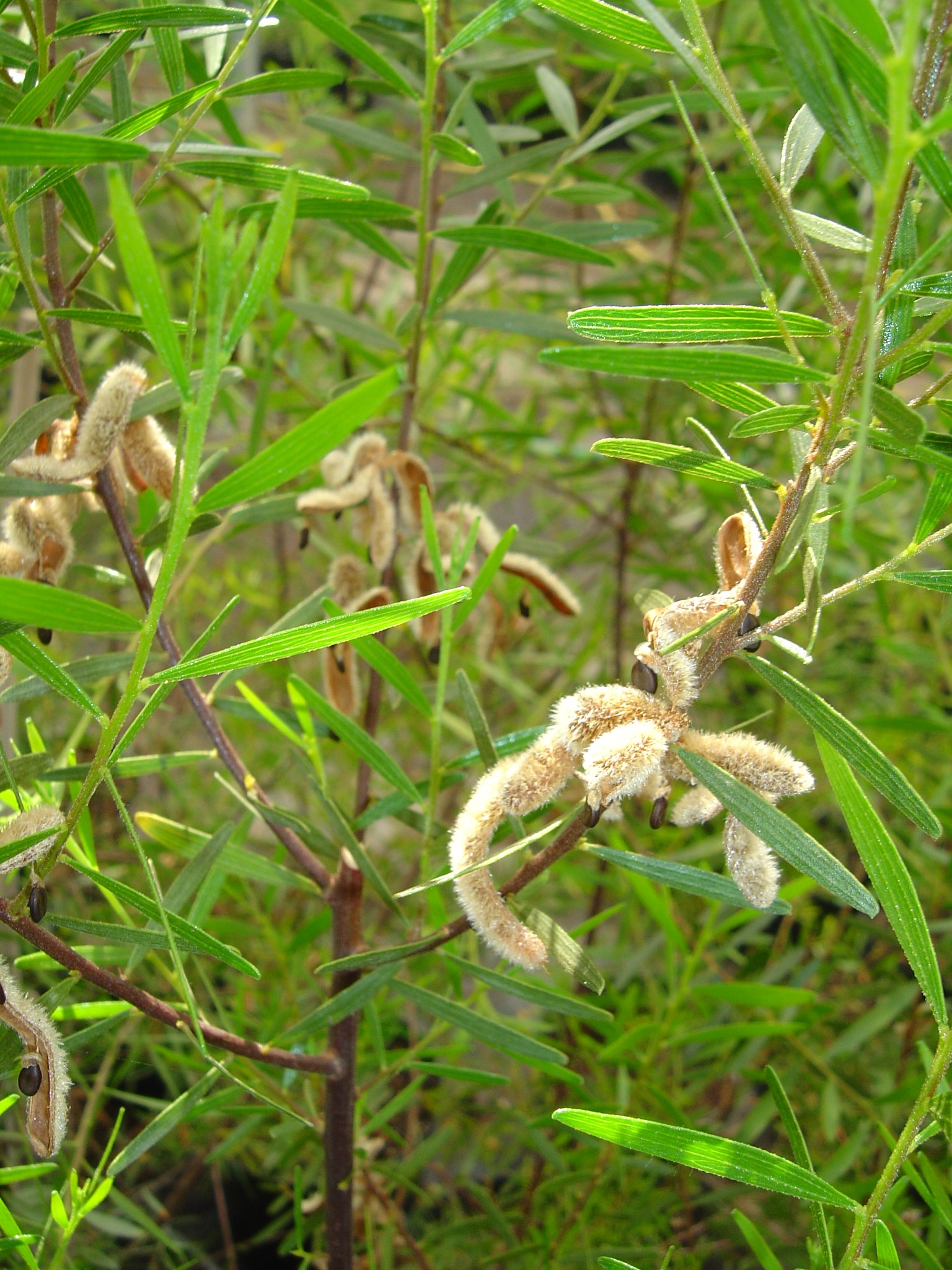 Acacia montana