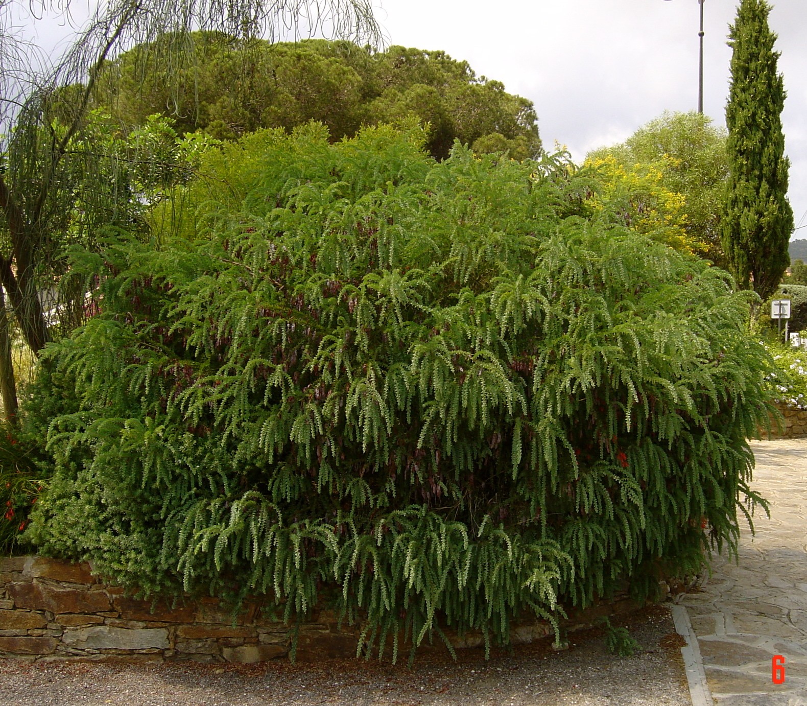 Acacia vestita 'Sainte-Hélène'