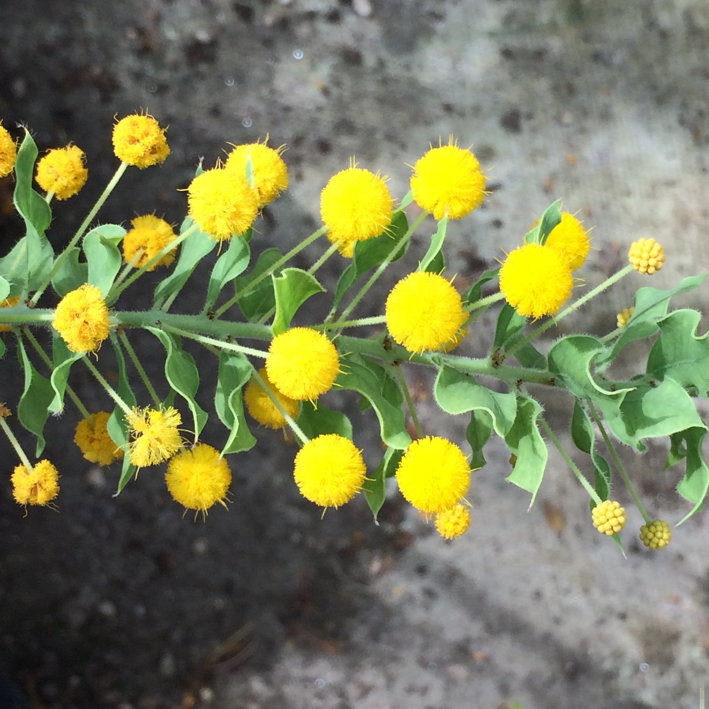 Acacia uncinata