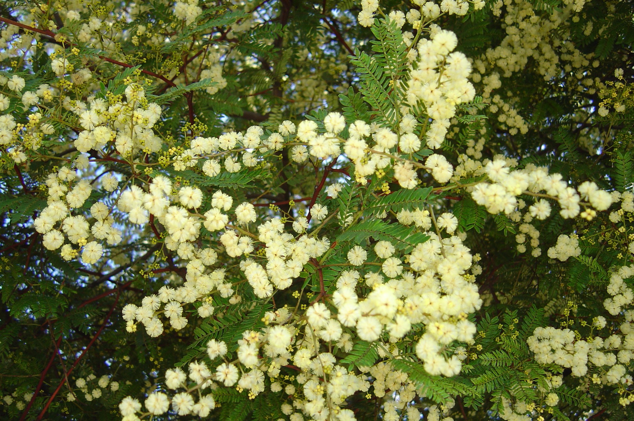 Acacia terminalis