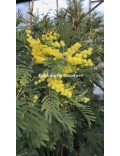 Acacia silvestris