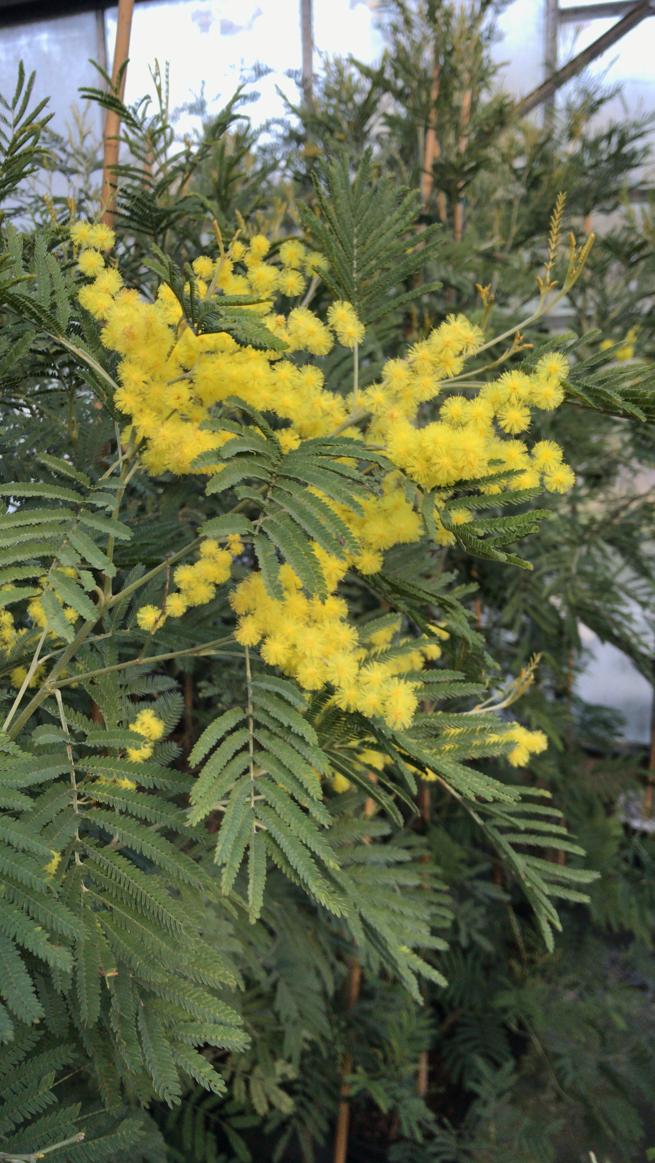 Acacia silvestris