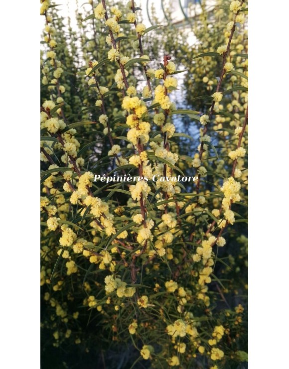 Acacia siculiformis