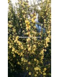Acacia siculiformis