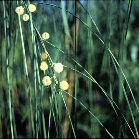 Acacia stenophylla