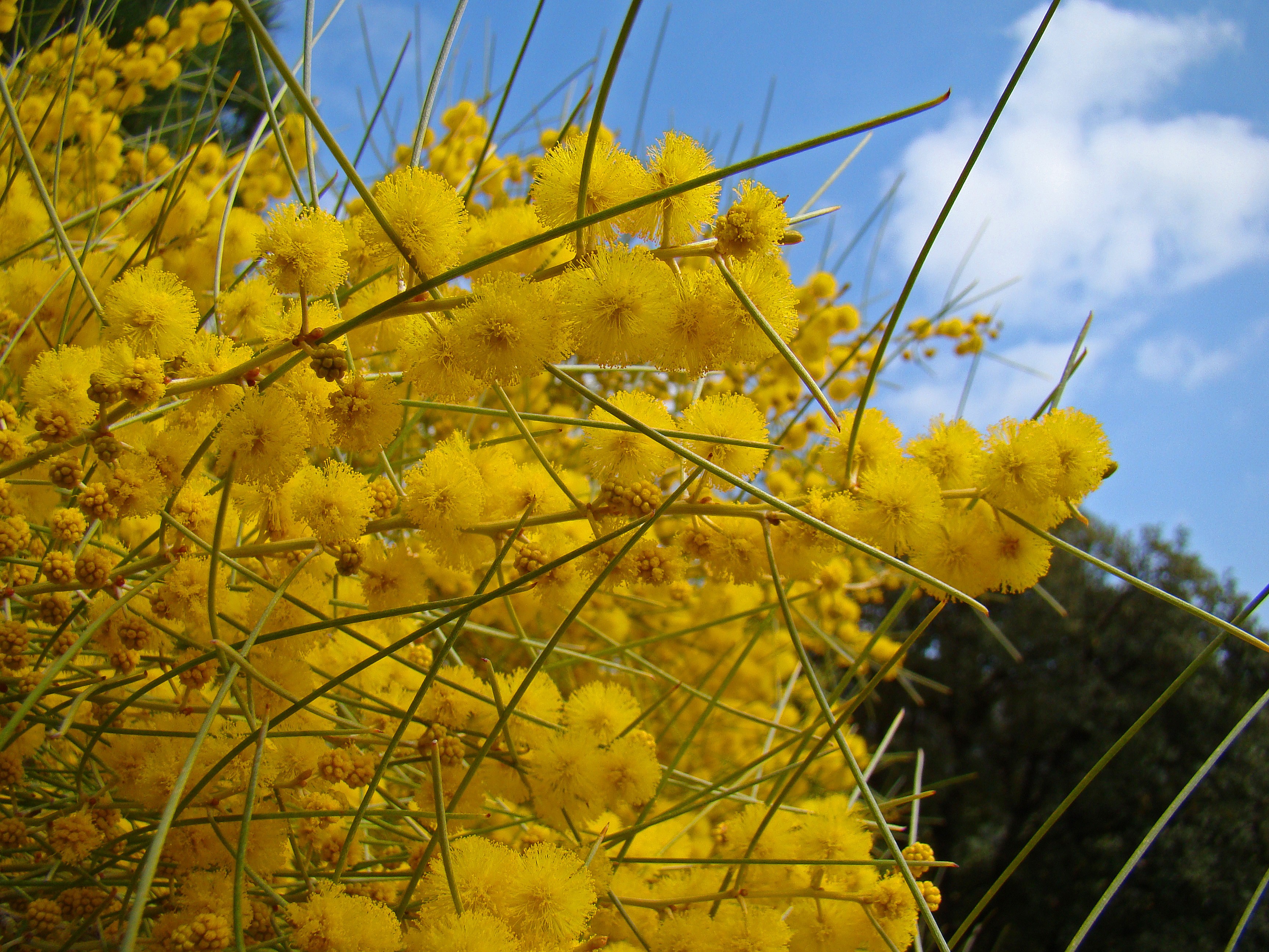 Acacia rigens