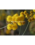 Acacia rigens