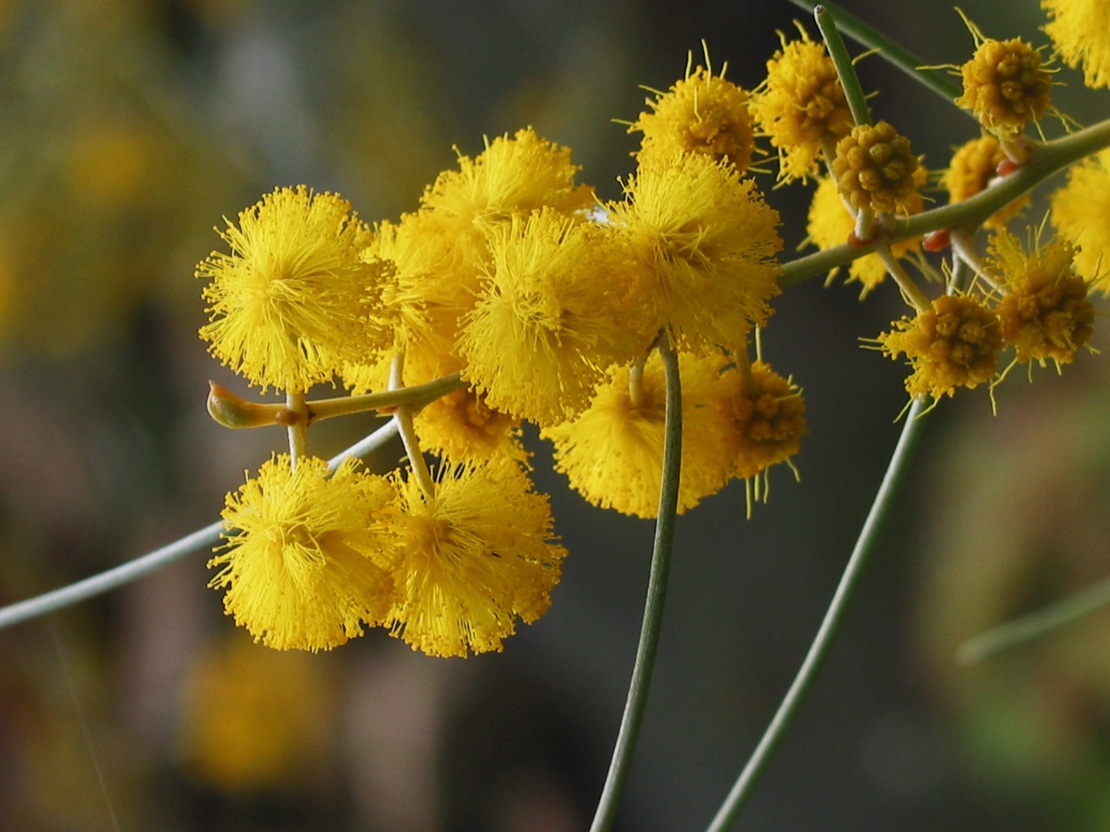 Acacia rigens