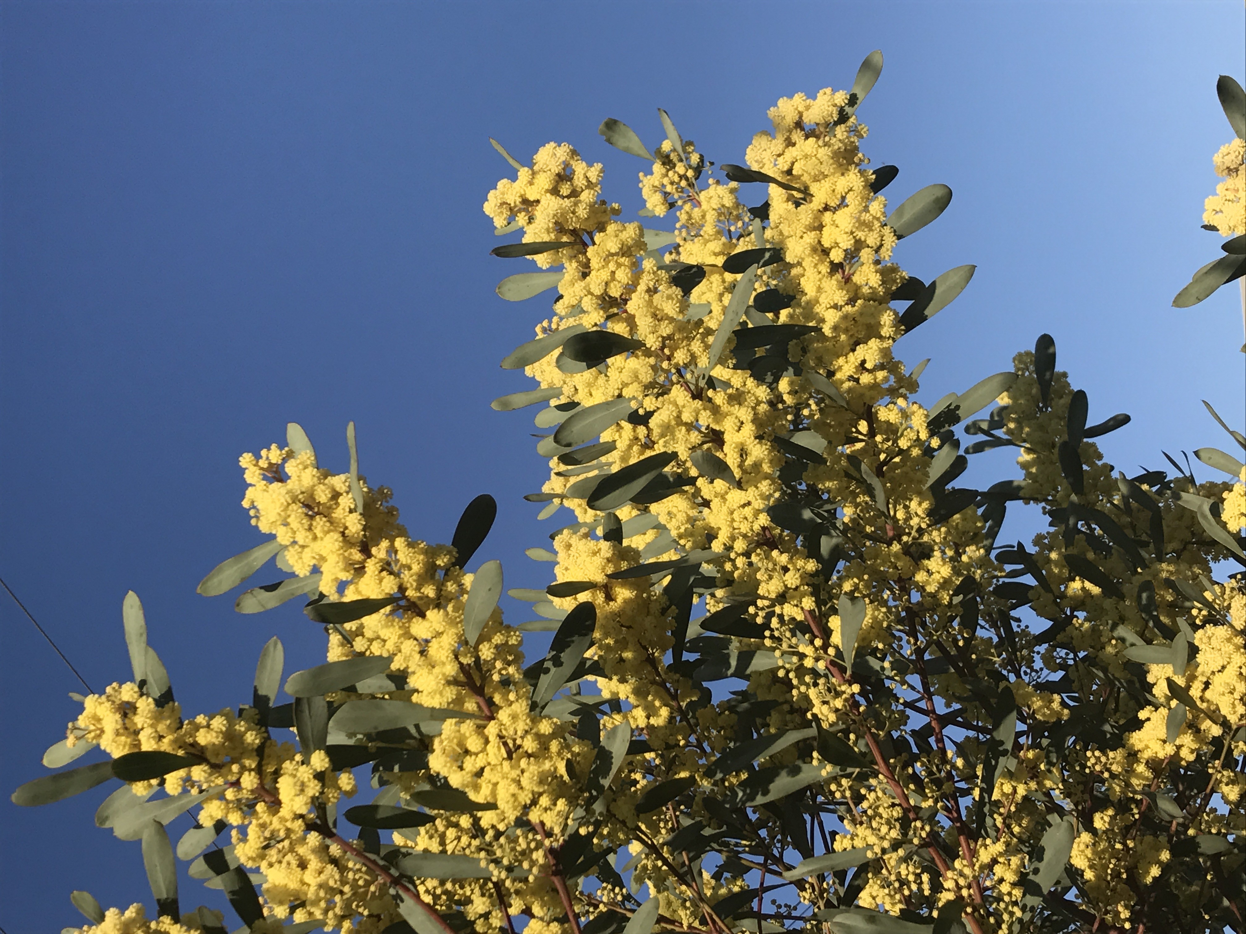 Acacia retinodes 'Glauca'