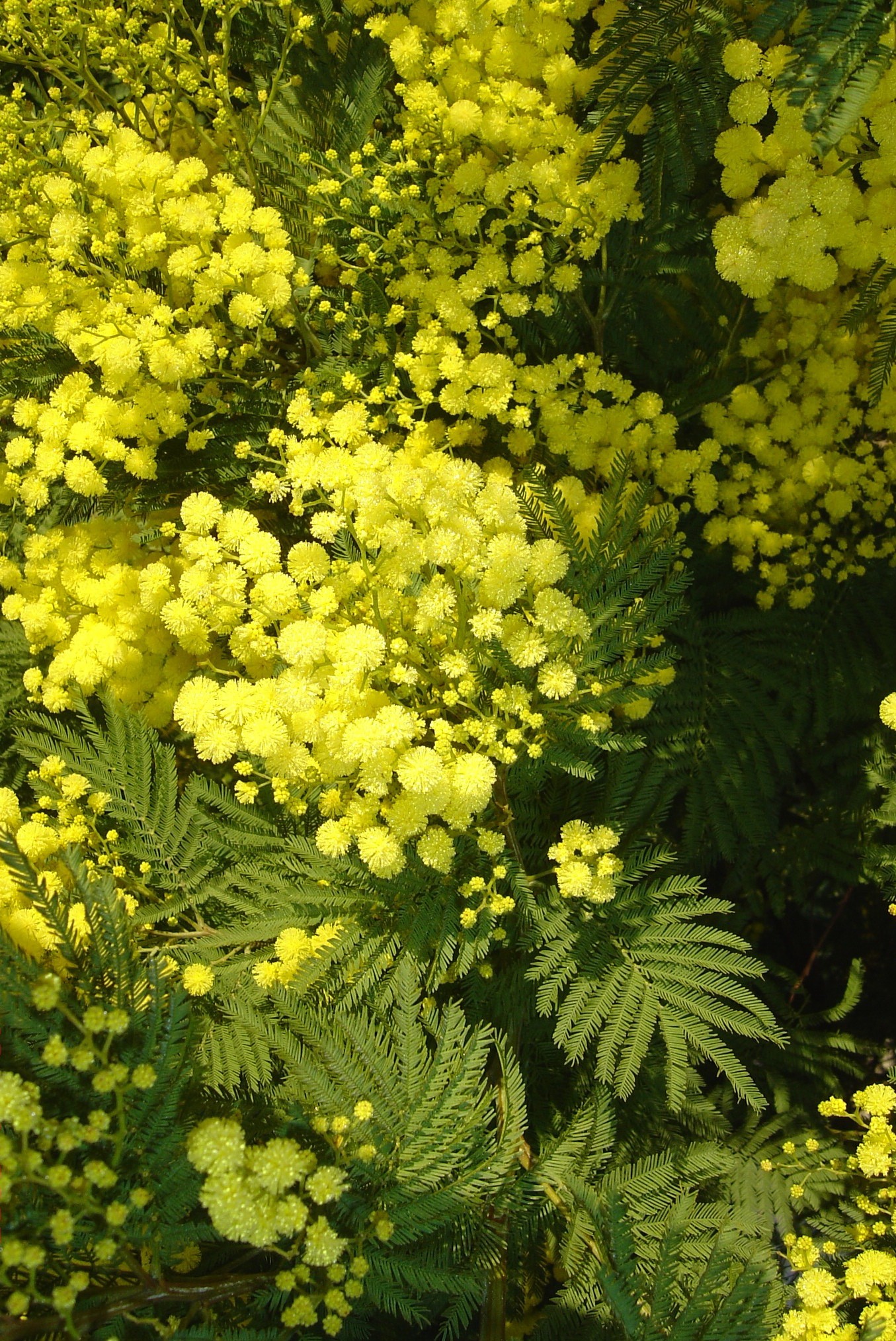 Acacia decurrens 'Rustica'