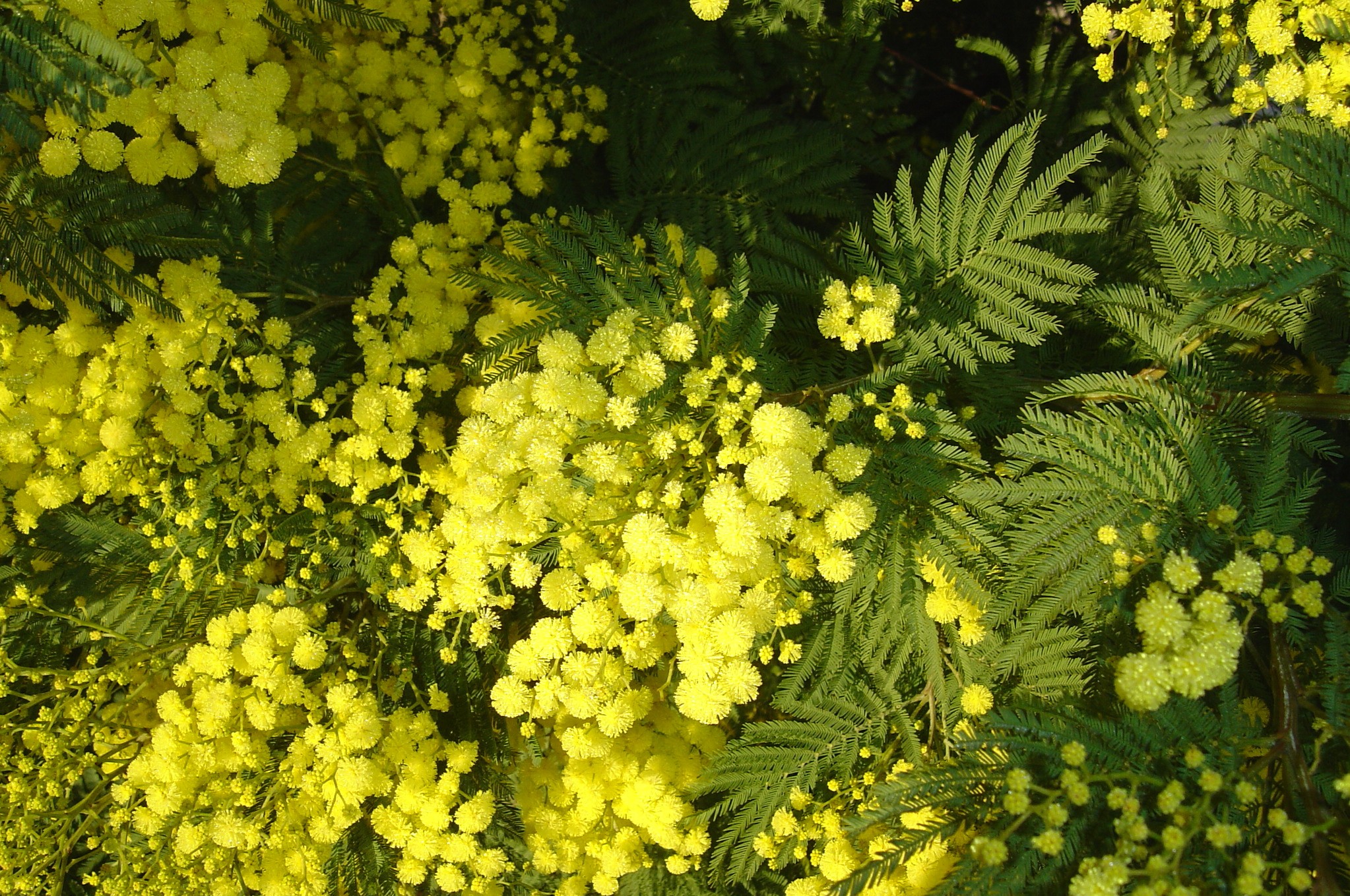 Acacia decurrens 'Rustica'